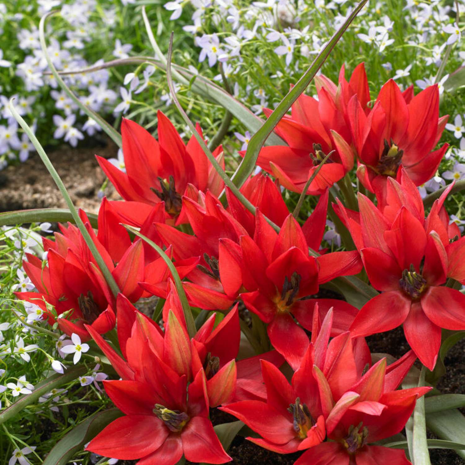 Tulppaani 'Fenna'